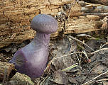 pavučinovec fialový fialový
