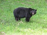 medveď čierný