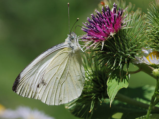 mlynárik repkový Pieris napi