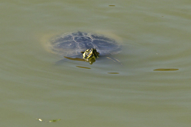 korytnačka písmenková Trachemys scripta scripta