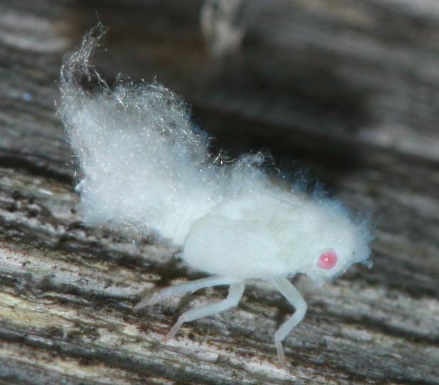 cikádka - larva Metcalfa pruinosa