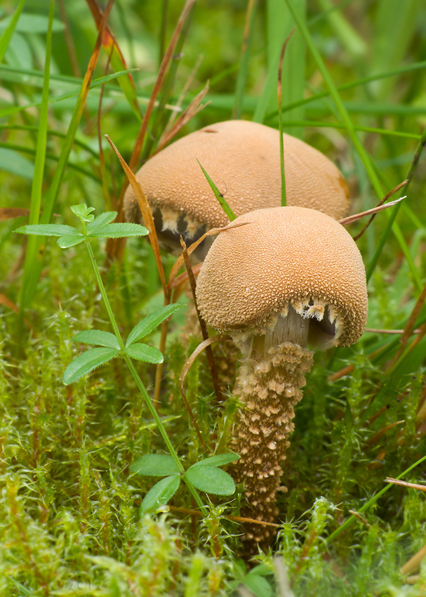 zrnivka okrová Cystoderma amianthinum (Scop.) Fayod