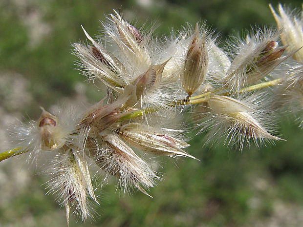 mednička brvitá Melica ciliata L.