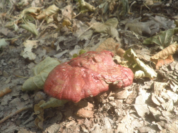 lesklokôrovka obyčajná Ganoderma lucidum (Curtis) P. Karst.
