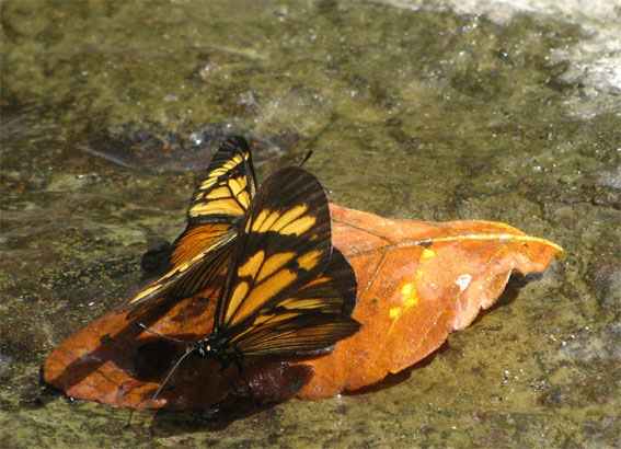 motýle Papilionoidea superfam.