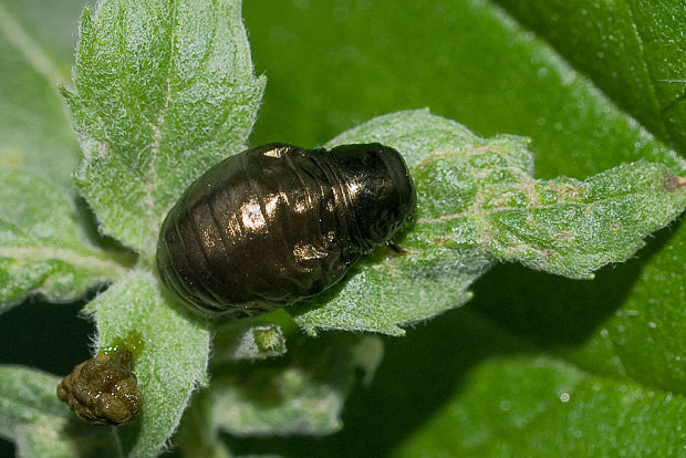 liskavka mätova - larva  Chrysolina herbacea