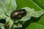 liskavka mätova - larva 