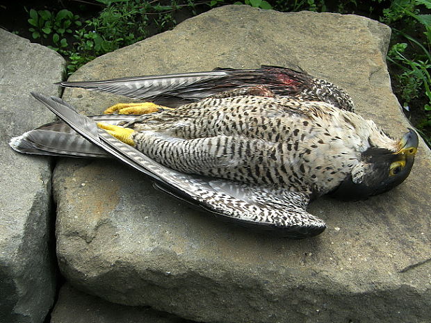 sokol stěhovavý Falco peregrinus