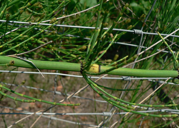 prasličkovka  konáristá - přeslička větevnatá Hippochaete ramosissima (Desf.) Börner