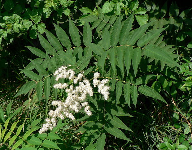tavoľníkovec jarabinolistý - tavolníkovec jeřábolistý Sorbaria sorbifolia (L.) A. Braun