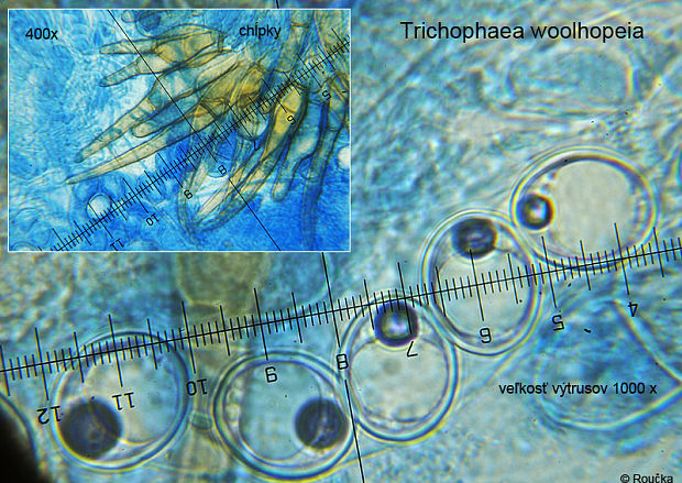 trichoféa  Trichophaea woolhopeia (Cooke & W. Phillips) Boud.