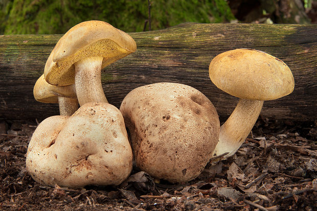 suchohríb cudzopasný Pseudoboletus parasiticus (Bull.) Šutara