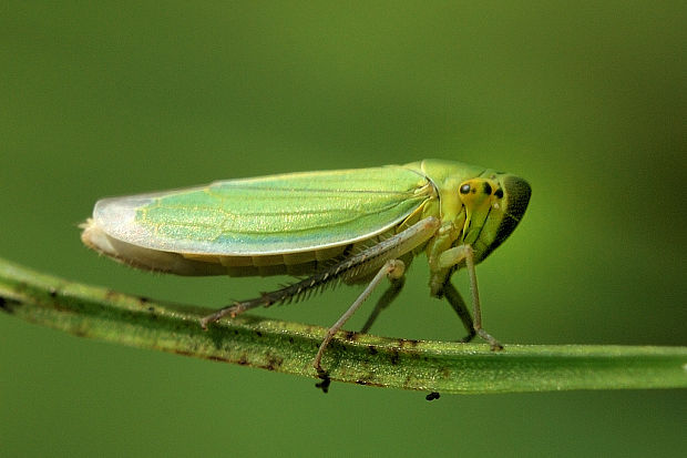 cikádka zelená   Cicadella viridis Linnaeus, 1758