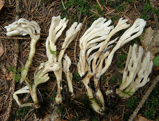 konárovka vráskavá Clavulina rugosa var. alcyonaria