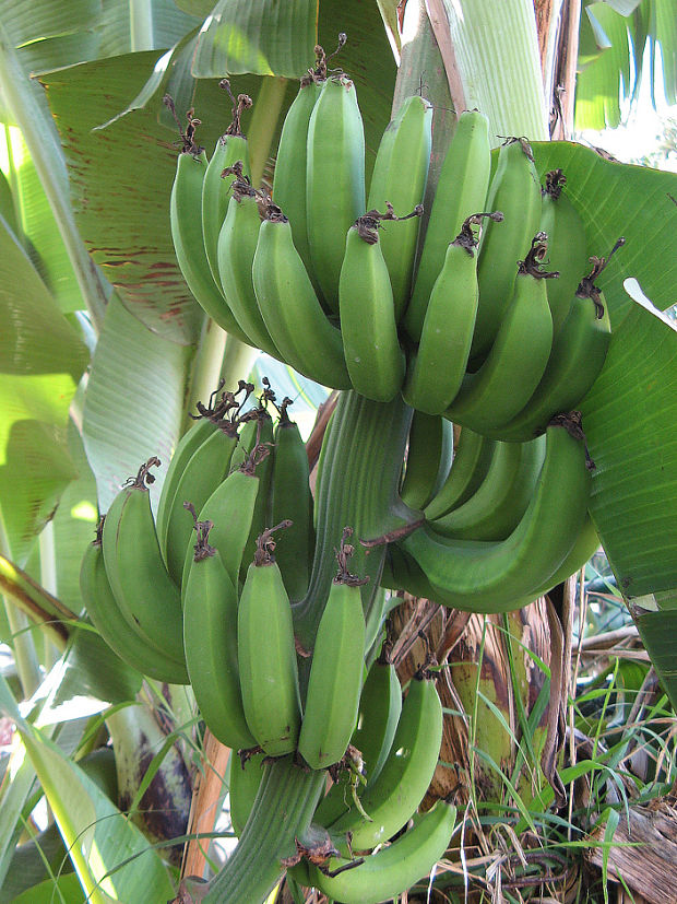 banánovník Musa sp.