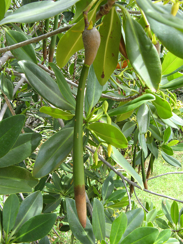 mangrovovník Rhizophora cf. mangle