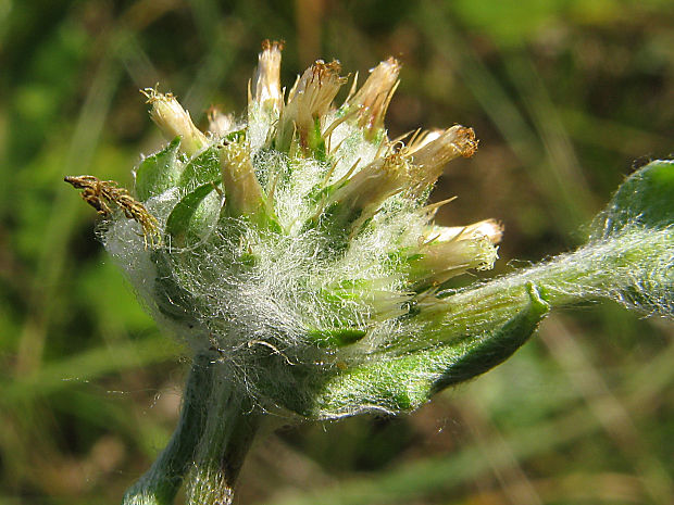 bielolist obyčajný Filago vulgaris Lam.