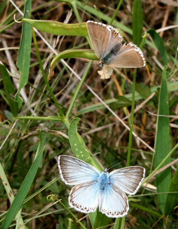 modráčik vikový - modrásek vikvicový Polyommatus coridon
