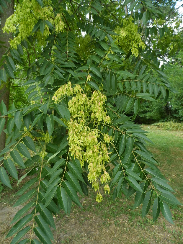 pajaseň žliazkatý Ailanthus altissima (Mill.) Swingle