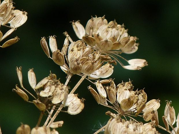 boľševník borščový Heracleum sphondylium L.