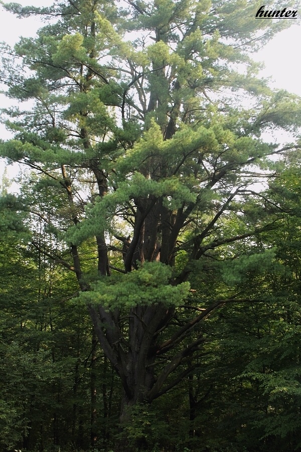 borovica hladká-vejmutovka Pinus strobus L.
