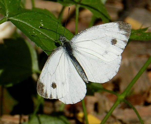 mlynárik repkový Pieris napi