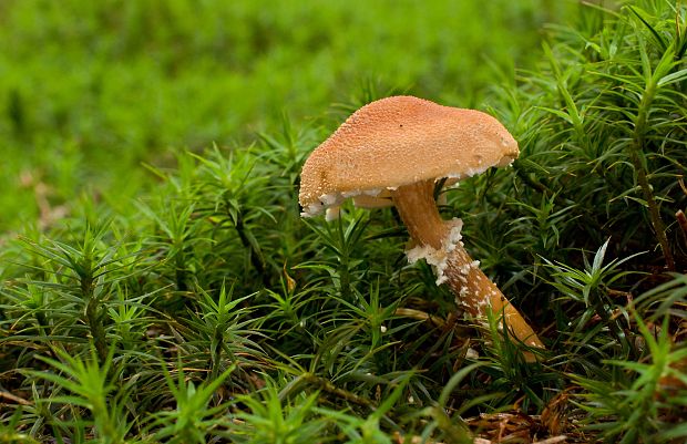 zrnivka okrová Cystoderma amianthinum (Scop.) Fayod