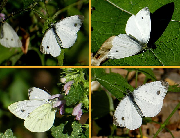 mlynárik repkový Pieris napi