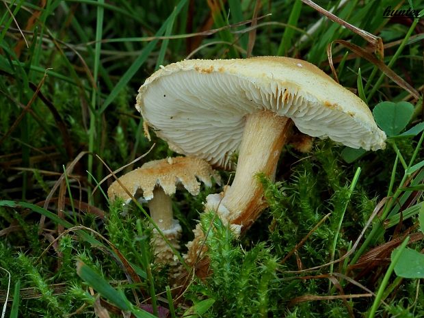 zrnivka okrová Cystoderma amianthinum (Scop.) Fayod