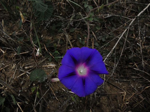 povojník purpurový  Pharbitis purpurea (L.) Voigt