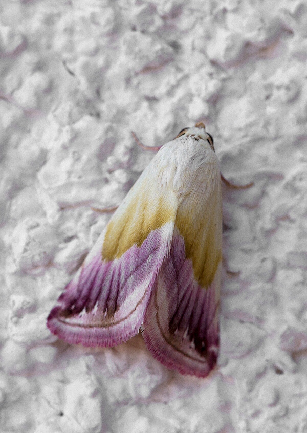 morička purpurová Eublemma purpurina