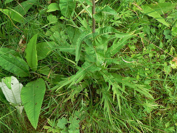 pichliač rôznolistý Cirsium heterophyllum (L.) Hill