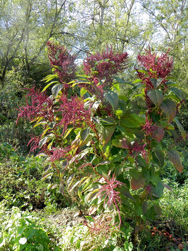 láskavec Amaranthus sp.
