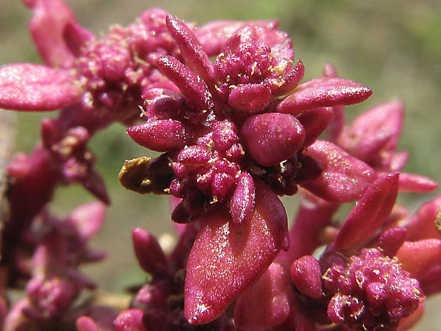 mrlík červený Chenopodium rubrum L.