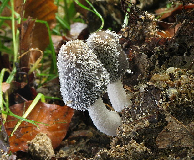 hnojník chlpatý Coprinopsis lagopus (Fr.) Redhead, Vilgalys & Moncalvo