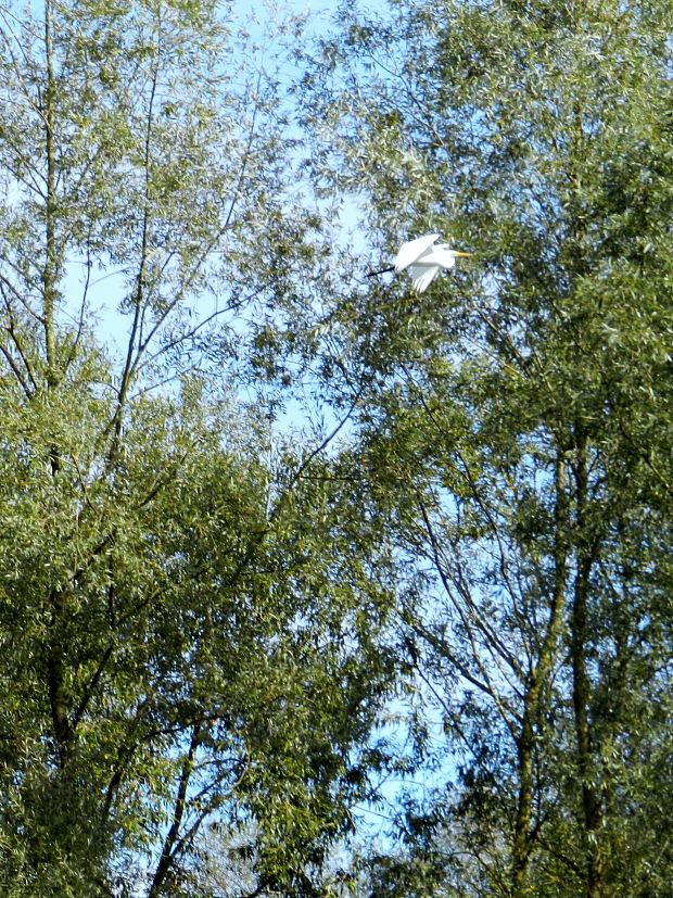 beluša veľká Egretta alba