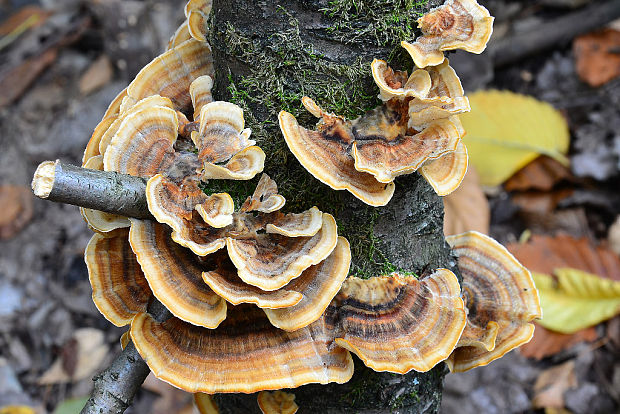 trúdnikovec pestrý Trametes versicolor (L.) Lloyd