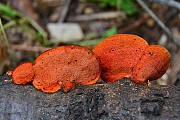 červenica rumelková