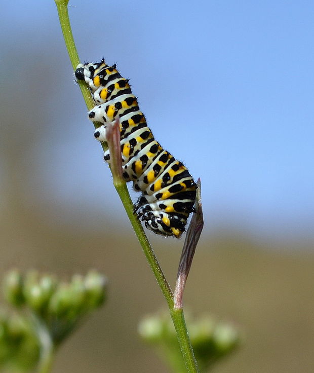 vidlochvost feniklový - húsenica Papilio machaon