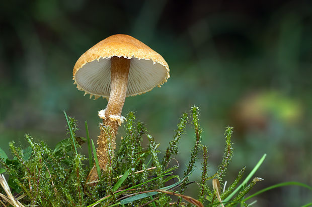 zrnivka okrová Cystoderma amianthinum (Scop.) Fayod