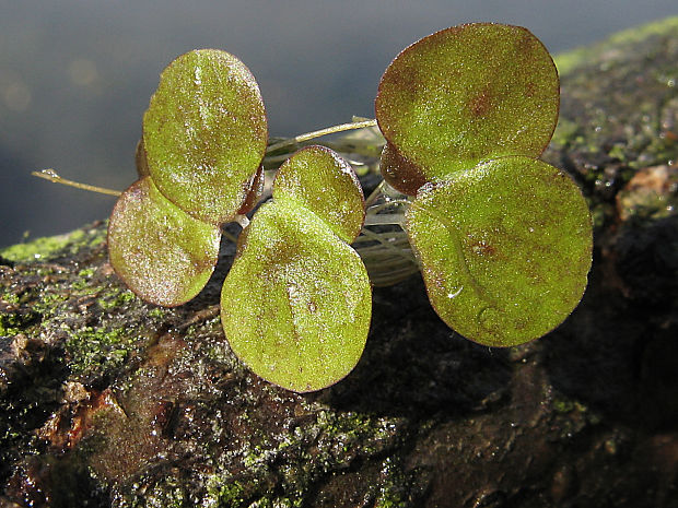 spirodelka mnohokoreňová Spirodela polyrhiza (L.) Schleid.