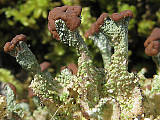 dutohlávka pohárikovitá
