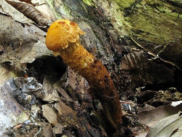 šupinovka zlatozávojová Pholiota aurivella (Batsch) P. Kumm.