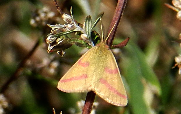 piadivka purpurová Lythria purpuraria
