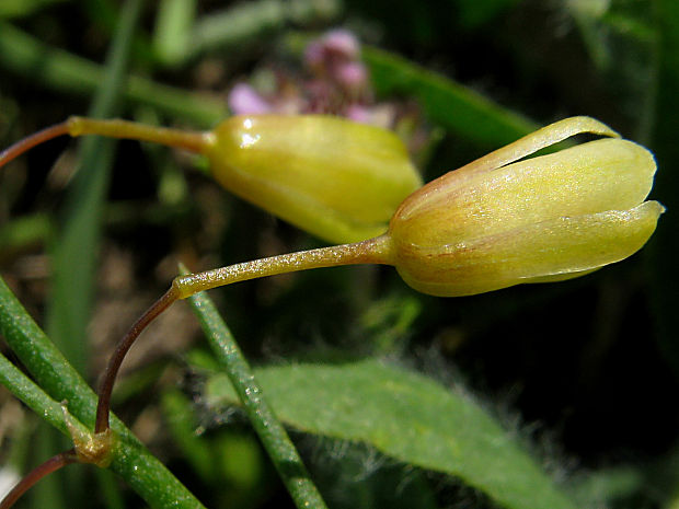 asparágus lekársky Asparagus officinalis L.