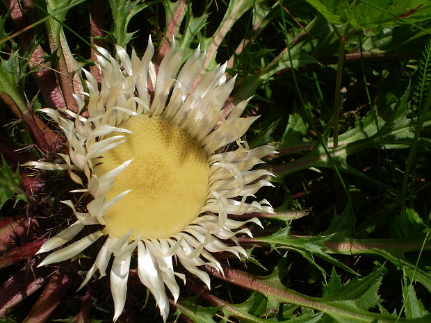 krasovlas bezbyľový pravý Carlina acaulis subsp. acaulis L.