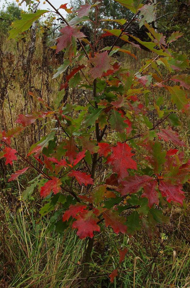 farby jesene - dub červený Quercus rubra L.