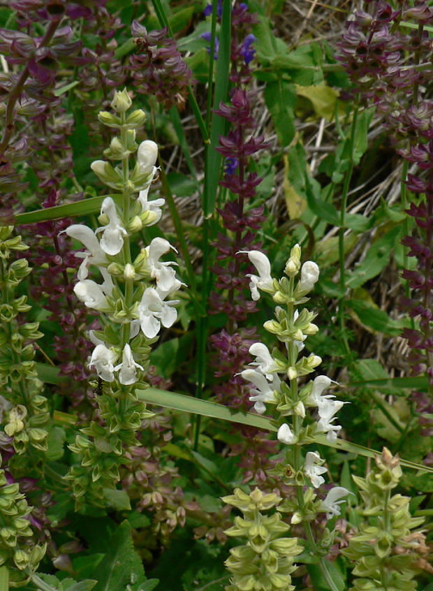 šalvia hájna Salvia nemorosa L.