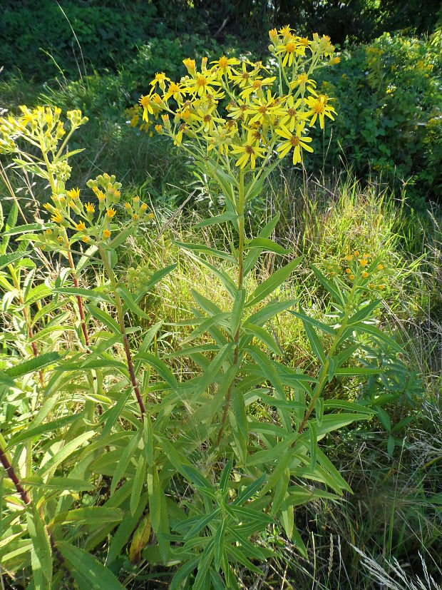 starček vajcovitolistý Senecio ovatus (P. Gaertn., B. Mey. et Scherb.) Willd.