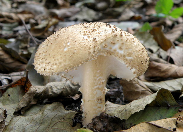 bedlička bodľavá Echinoderma perplexum (Knudsen) Bon